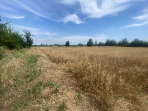 Affascinante Terreno Agricolo in Vendita a Barbariga